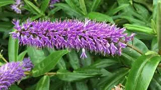 Hebe - flowers - November 2018