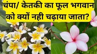 चंपा/केतकी का फूल भगवान को चढ़ाना चाहिए या नही? चंपा का पौधा