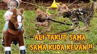 NGAJAK JALAN JALAN ALI SI KUCING BENGAL