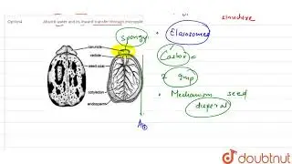 The function of caruncle is to