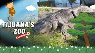 Mini Zoo Vlog Parque Morelos