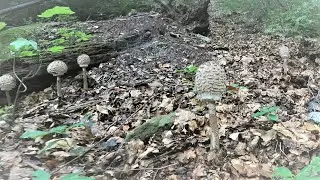 SETAS- MACROLEPIOTAS -NISCALOS/ ROVELLONS -  BOLETOS DEL ABEDUL  -  GIRGOLAS -TEMPORADA 2021
