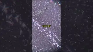 Fog! #microscope #science #learn #microorganisms #mikecroscope music by @badatmath.