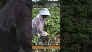 How Farm Workers Harvest Kale: Fresh Vegetable Picking