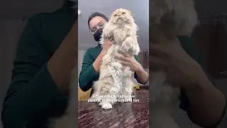 Cat grooming 55#|100 days #catsbae