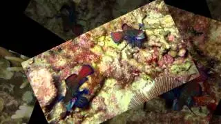 Diving from Exotic Dive Resort, Malapascua, Philippines