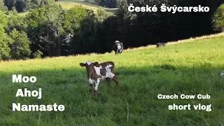 Moo Ahoj Namaste - Czech Cow Krava - COWS acting like PUPPIES 🐄🐶🐮