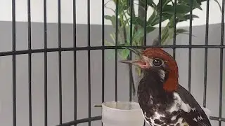 Suara Anis kembang JAntan gacor Ngeroll Buat terapi ANis kembang Macet Bunyi Eps 211
