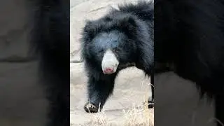 5 Fact about Sloth bears