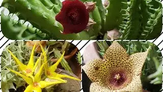 Orbea/Stapelia types and IDs