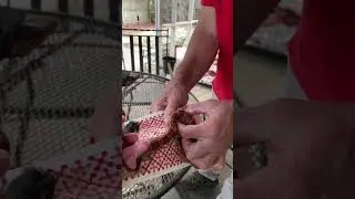 How to Remove a Live Snake from a Glue Trap