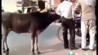 Top10 2020 Funny fairs video