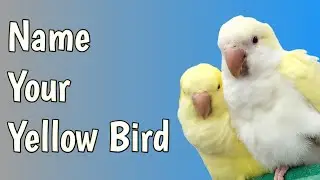 Naming Your Yellow Bird: Creative and Fun Ideas