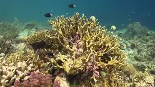Damselfish   Citizens of the Reef