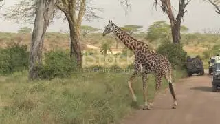 Wild Love  Drama in the Animal Kingdom