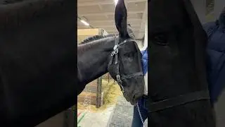 El burro Mammoth (o Mammoth Jackstock) es una raza de burros gigantes originada en Estados Unidos