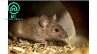 Brisbane Pest Control  | Tips for choosing the right Pest Control Service