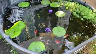 300 Gallons stock tank goldfish pond.