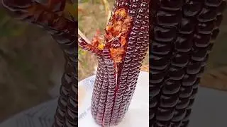 China's Black Corn Farming 🌽 #shorts #ytshorts  @worldkfactz