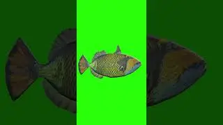 3D Fish Green Screen For Editing For Free