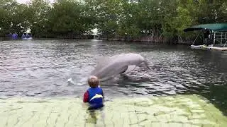 Swim with the dolphins in Florida at Dolphins Plus Key Largo, Florida