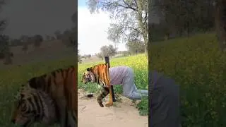 Tiger wala video #trending #viral #magic #reels #please_subscribe_my_channel 🙏🙏