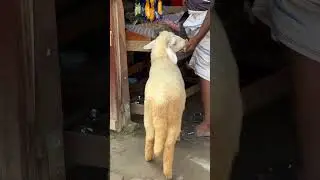 Beautiful Pet Sheep Feeding 🐑 | Cute Farm Animal Moments #shorts #trending #viral