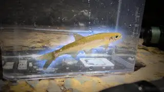 The RAREST minnow in my creek showed up!! Night micro fishing in New Jersey