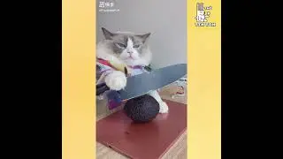 A cat with amazing cooking skills #25