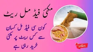 maize rates 2023 in feed mills | maize rates in feed mills | all feed mills rates today