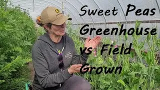 Growing Sweet Peas in a Greenhouse vs. Field Grown