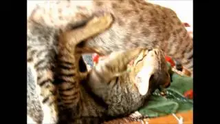 How old are the kittens when they stop drinking milk from their mother?