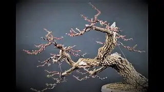 Bonsai Tree Fall