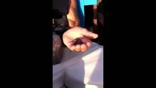 Testimonial for Pure Natural Miracles' Raw Organic Cacao Nibs.m4v