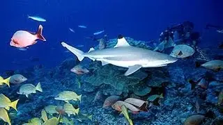 Scuba Diving Hin Daeng, Hin Muang & Koh Haa, Thailand - GoPro HERO3 Underwater