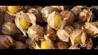 Wild Ground Cherries - Foraging Wild Things