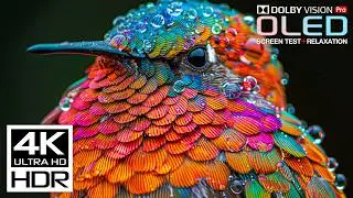 Incredible 4K HDR Real 60fps | Dolby Vision (8K/4K Video TV)