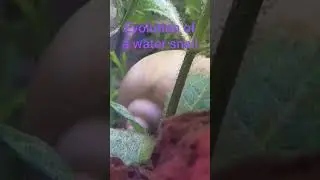 Evolution of snail