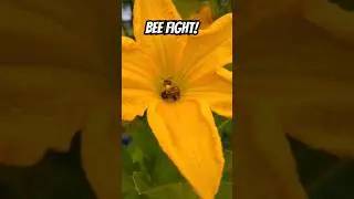 Honey Bees Fighting over pumpkin flowers