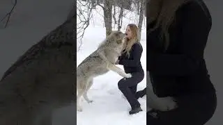 ДЕВУШКА ВОЕТ С ОГРОМНЫМИ ВОЛКАМИ