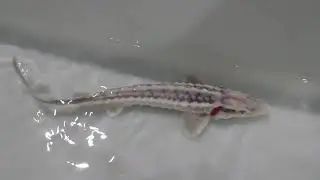White Diamond Back  #fish #sturgeon #rare