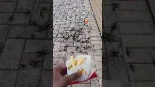 Говорю своим Кузнечикам положить картошку фри в пакет 🍟 #шорты