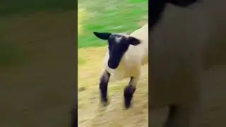 𝗛𝗔𝗣𝗣𝗬 𝗦𝗛𝗘𝗘𝗣 𝗖𝗟𝗔𝗣 𝗛𝗔𝗡𝗗