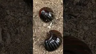 catch and observe the Giant Millipede Pill
