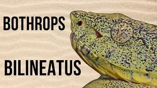 🟢 Deadly Beauty: The Two-Striped Forest Pit Viper | Amazing Planet 🐍🌿