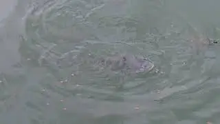 Catfish, Grass Carp and Turtles Eating Together