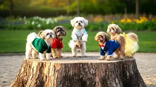White Shih Tzu  5  Bubble Wrap Pop Dance 🐶💥| Funny Puppy Pops, Hops & Crunch Tricks For Kids 🤩✨