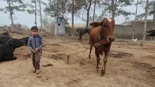 Cow drinking water | or cow bhag gai | Chacha  Bhatija