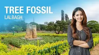 20 Million Year Old Tree Fossils at Lalbagh Botanical Garden! 🌳🌍