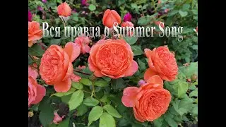 Вся правда о Summer Song. Как вырастить ее красивой.